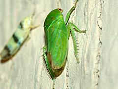Leafhopper